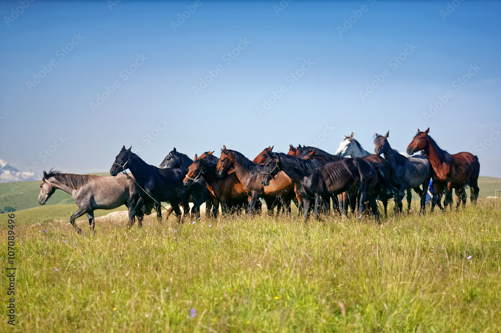 Obraz premium horses, herd, mountains