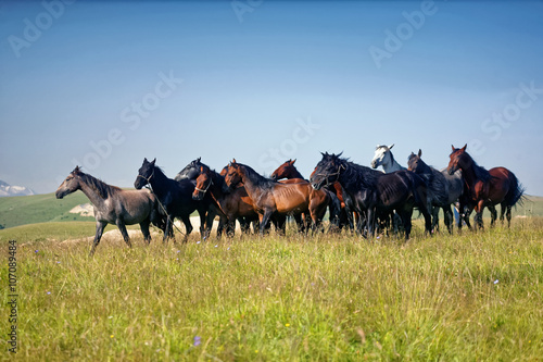 Fototapeta Naklejka Na Ścianę i Meble -   horses, herd, mountains