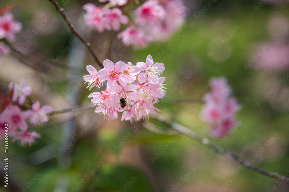 close-up of Wild Himalayan cherry blooming (Prunus cerasoides) with Bee close-up of Wild Himalayan cherry blooming (Prunus cerasoides) with Bee