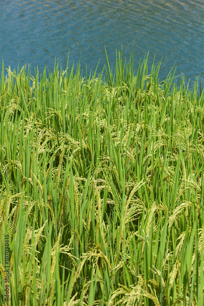 Rice field background landscape Rice field background landscape