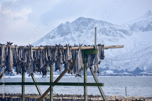 Drying stockfish - Gimsoy, Lofoten Island, Norway