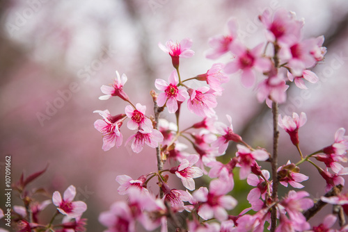 close-up of Wild Himalayan cherry blooming (Prunus cerasoides)