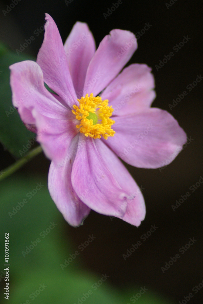 Anemone