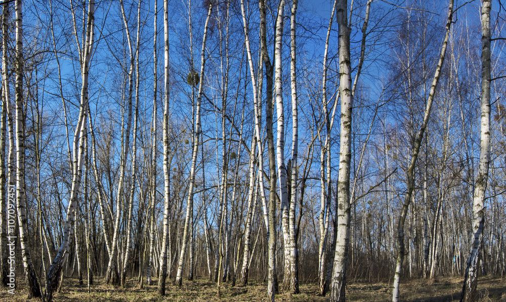 Birch Grove in early spring against the blue sky Birch Grove in early spring against the blue sky