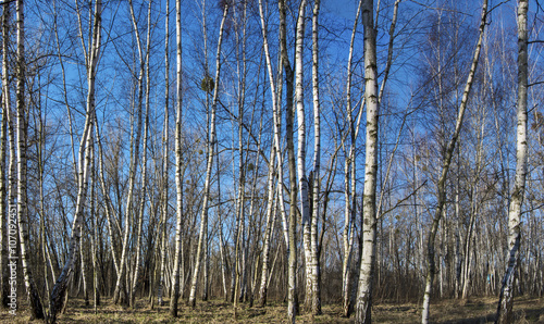 Birch Grove in early spring against the blue sky