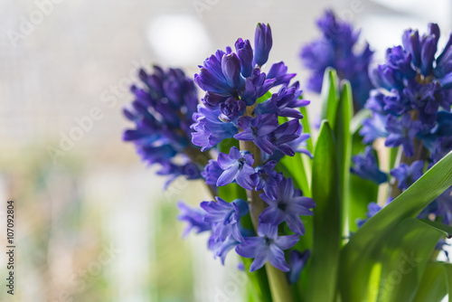 Asparagaceae family blooming hyacinths in vase. Blue flowers with many small blossoms and green leaves shot with selective focus  image for interior concept decoration blog business