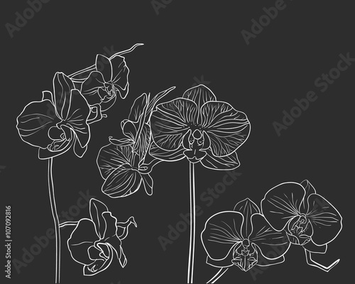 Hand drawn vector orchid on black