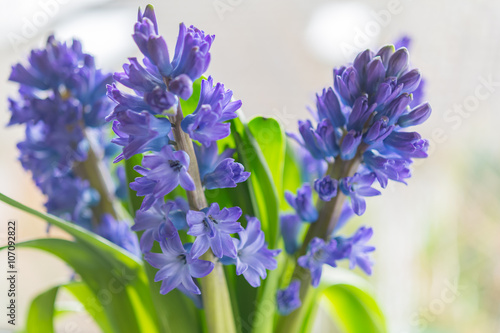 Asparagaceae family blooming hyacinths in vase. Blue flowers with many small blossoms and green leaves shot with selective focus  image for interior concept decoration blog business