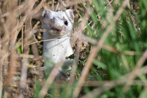 Hermelin (Mustela erminea) in freier Wildbahn photo