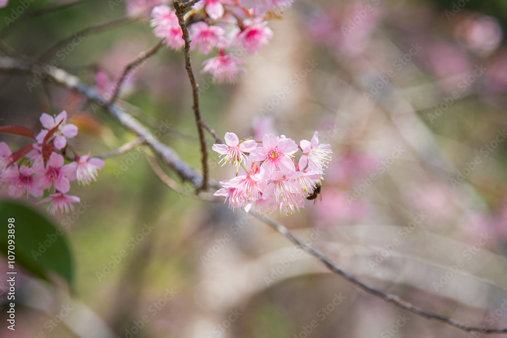 close-up of Wild Himalayan cherry blooming (Prunus cerasoides) with Bee close-up of Wild Himalayan cherry blooming (Prunus cerasoides) with Bee
