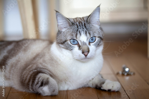 Blue eyed cat © erika8213