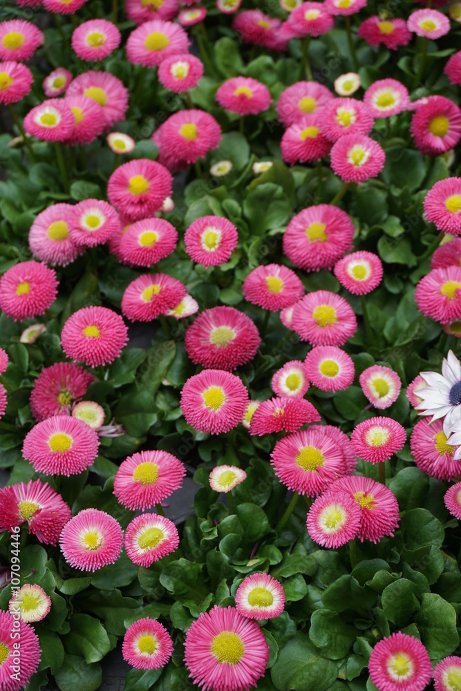 Bellis - Gänseblümchen Bellis - Gänseblümchen