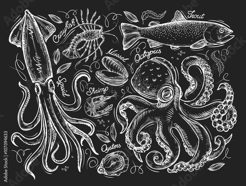 Seafood or marine mammals. Hand drawn sketch, squid, lobster, fish, trout, mussel, shrimp, oyster, octopus. Vector illustration