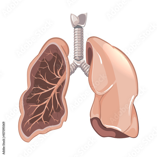 Human lungs anatomy, cancer vector diagram