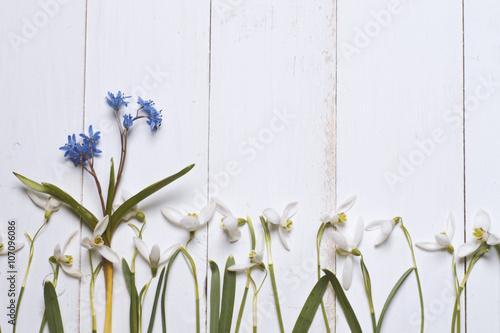 spring snowdrops blossom with card on a wooden background.