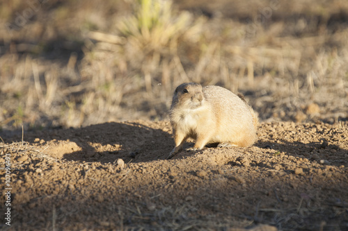 Black tailed prairie dog  Cynomys ludovicianus  keeps watch near its burrow at sunset.