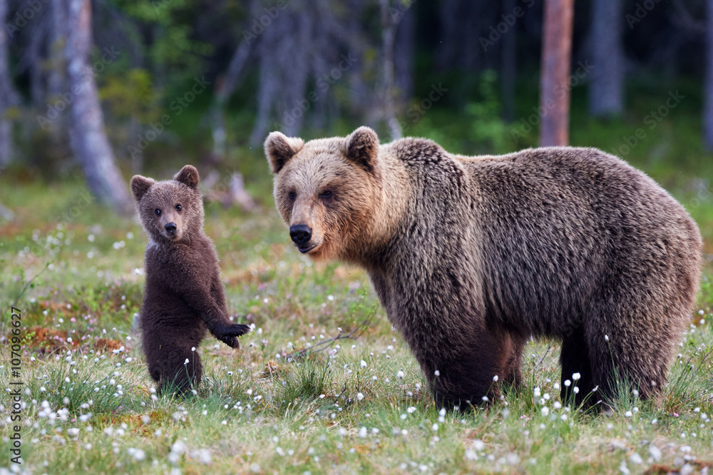 Naklejka premium Mother bear and cub