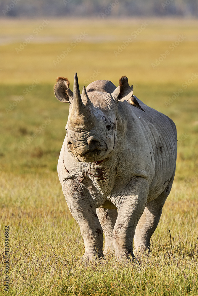 Obraz premium Beautiful black rhino