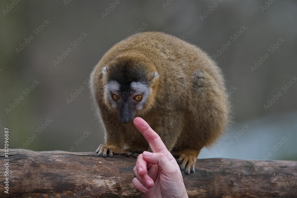 Fototapeta premium Red Fronted Lemur at the open resort, Magdeburg, Germany