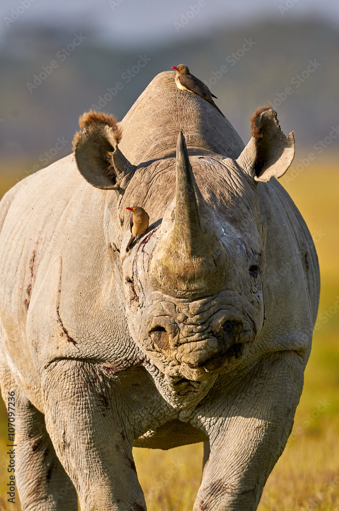 Fototapeta premium Beautiful black rhino portrait