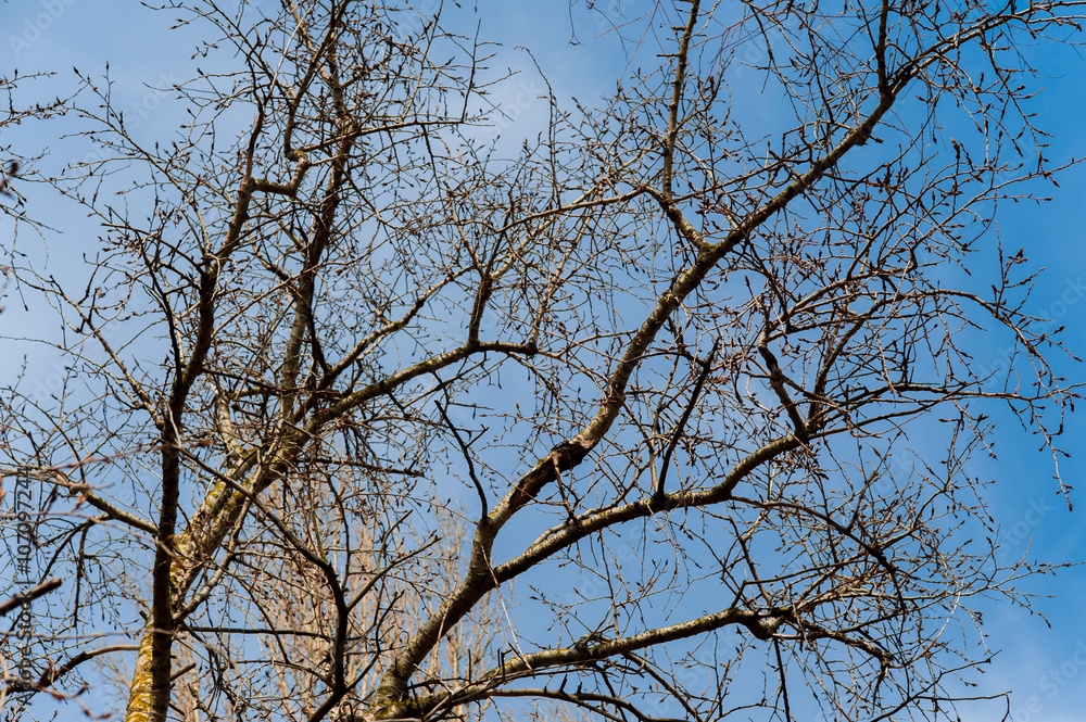 brunch of tree in dry season, background is blue sky. brunch of tree in dry season, background is blue sky.