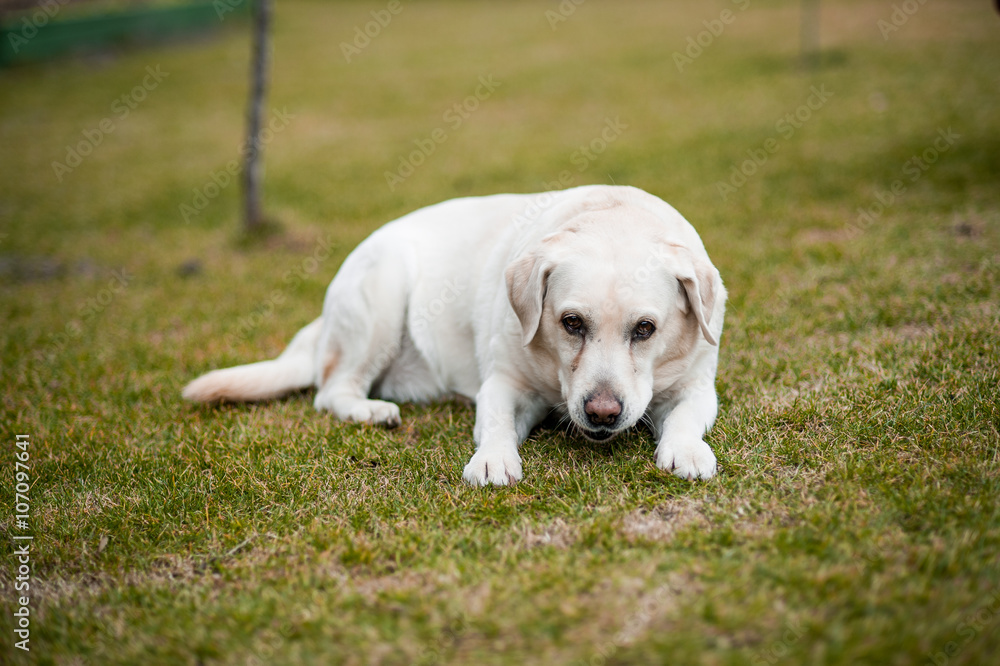 golden retriever dog outdoors in summer