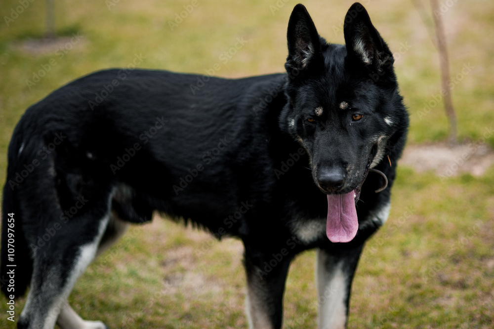 East European Shepherd on grass, outdoor East European Shepherd on grass, outdoor