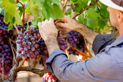 Photography Man standing in vineyard