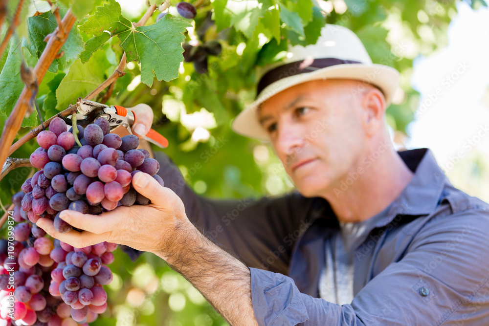 Obraz premium Man standing in vineyard