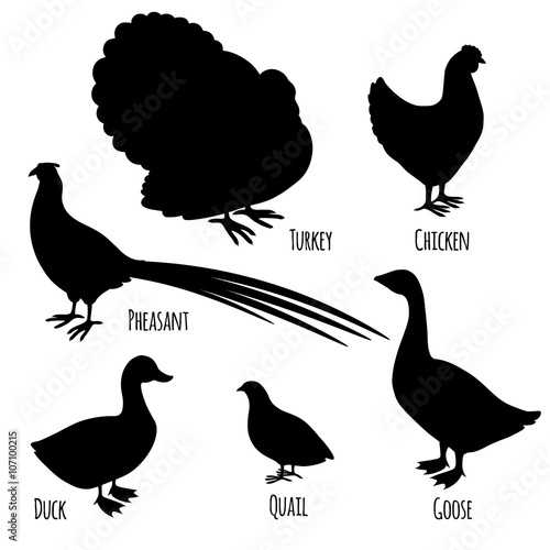 Set of domestic fowl icons, silhouettes of poultry farm cartoon birds: pheasant, turkey, goose, chicken, duck and quail isolated on white background, vector illustration for prints, logos etc.