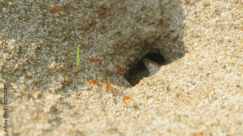 4K Pyramid Ant (Dorymyrmex bureni) Nest 2 photo