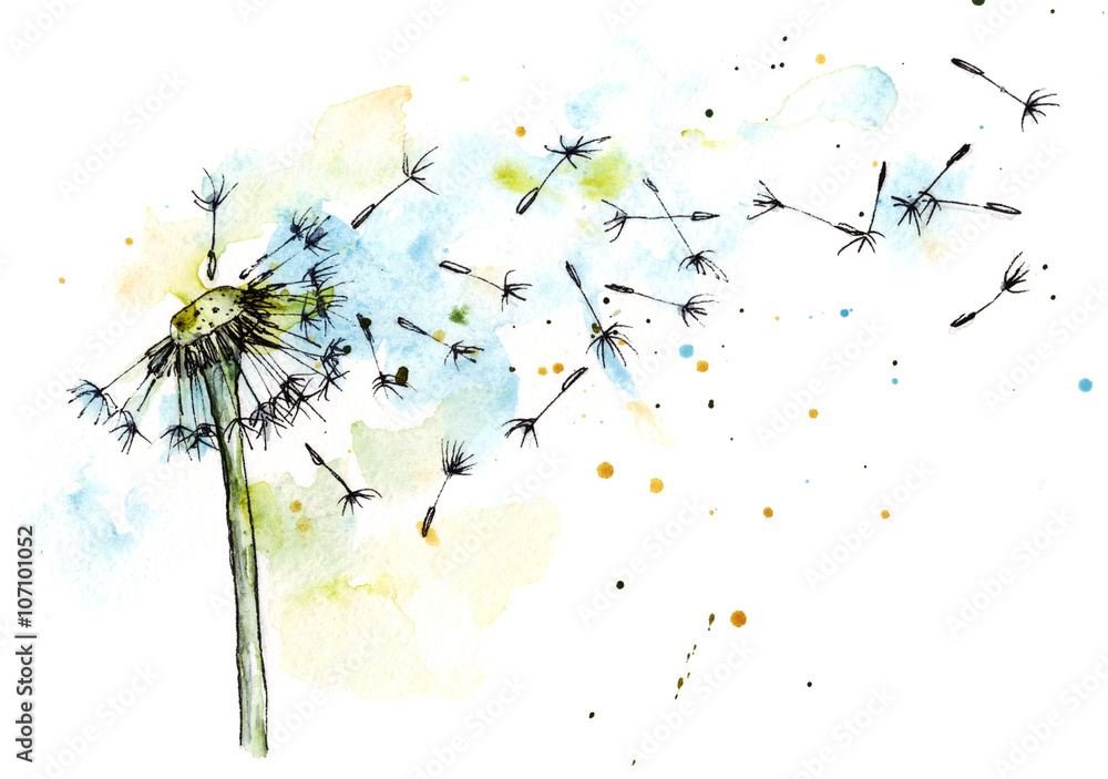 Obraz premium Dandelion akwarela botaniczna ilustracja