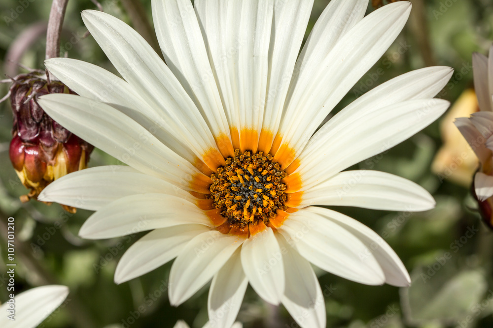 Fototapeta premium detail of a white gerbera with a black center
