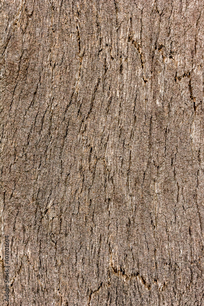 Obraz premium texture of cork on a tree 2