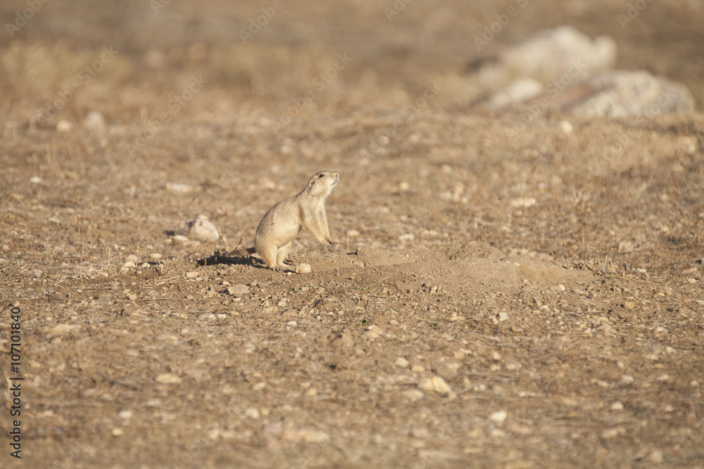 Chirping prairie dog (Cynomys ludovicianus) near its burrow.