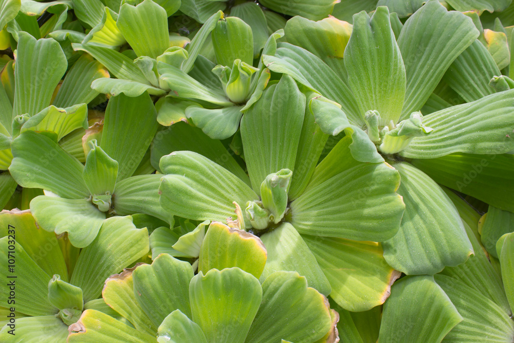 Water lettuce in the garden Water lettuce in the garden