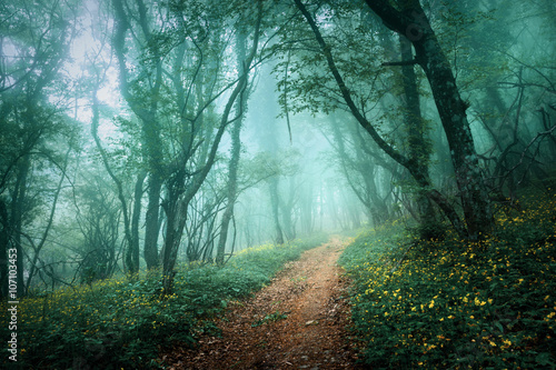 Road through a mysterious dark forest in fog with green leaves a