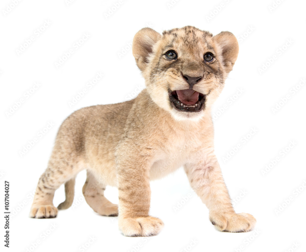 Naklejka premium baby lion isolated on white background