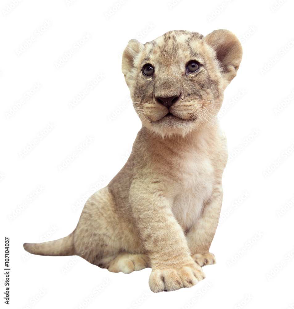 Obraz premium baby lion isolated on white background