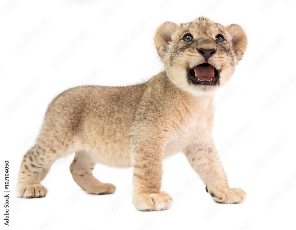 1638 Lion White Background Photos and Premium High Res Pictures  Getty  Images