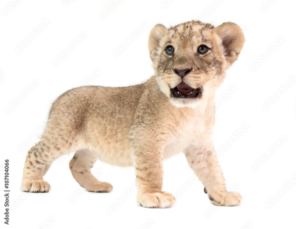 Fototapeta premium baby lion isolated on white background