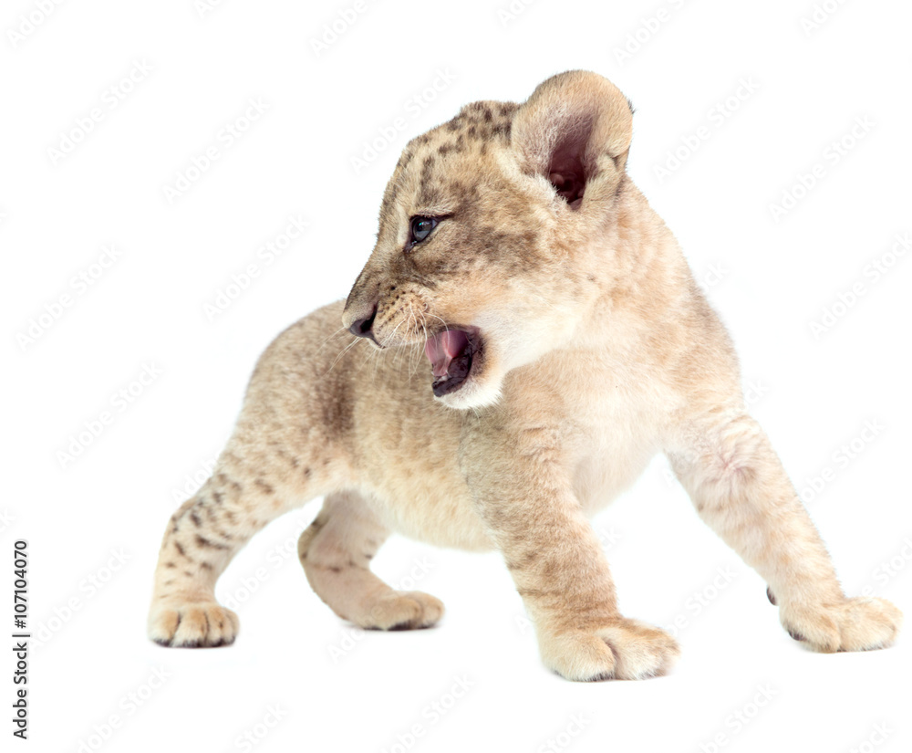 Obraz premium lwiątko na białym tle