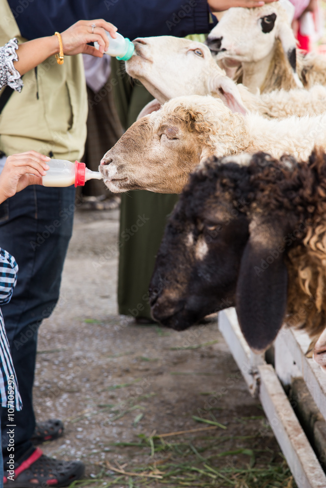 Naklejka premium Hand feeding sheep on the farm.