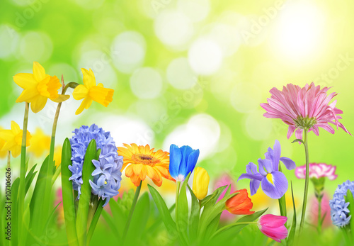 Colorful spring flowers on green natural background.