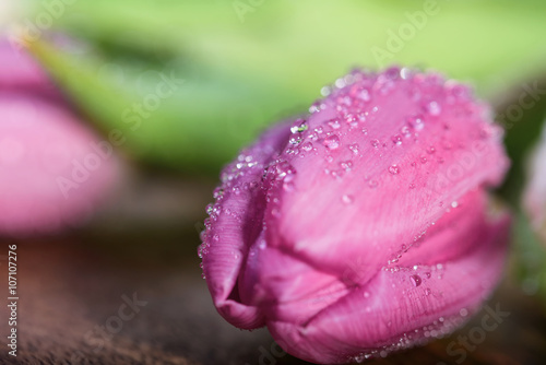 Fototapeta Naklejka Na Ścianę i Meble -  macro pink tulip with water drop on wood