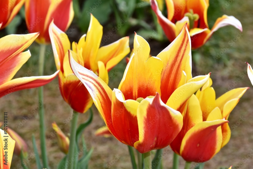 beautiful tulips in a tulip garden beautiful tulips in a tulip garden