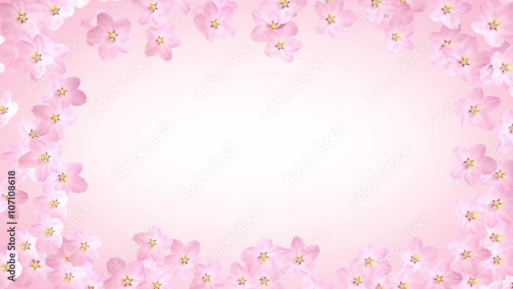 サクラ咲く / 桜の花が咲くアニメーション サクラ咲く / 桜の花が咲くアニメーション