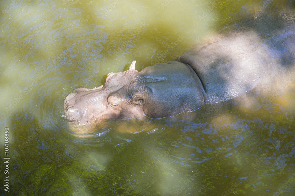 Fototapeta premium A Hippo swims in the pond