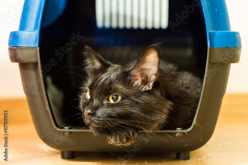 Black cat ready for vet