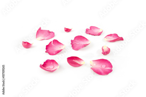 Rose petals isolated on white background